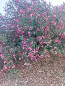 Baia Kemer Club - 60