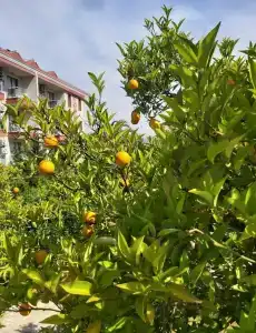 Fun&Sun Smart Hane Sun - 18