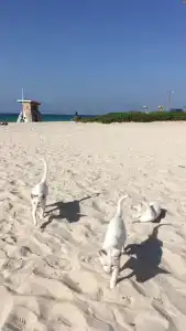 Red Castle - Managed by Aoudi Consultants - 45