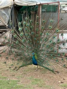 Venosa Beach Resort & Spa - All Inclusive - 18