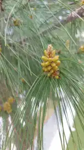 Amara Premier Palace - 83