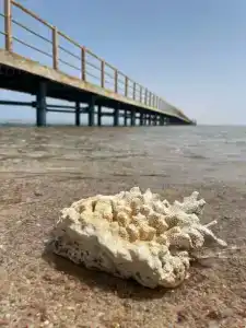 Steigenberger Alcazar - 25