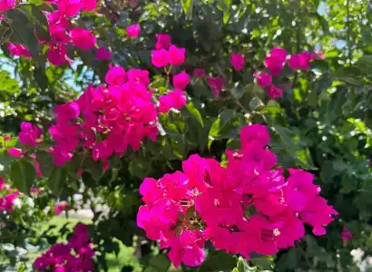 Galeri Resort - Ultra All Inclusive - 85