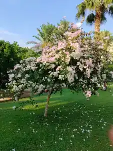 Asdem Park Otel - 49