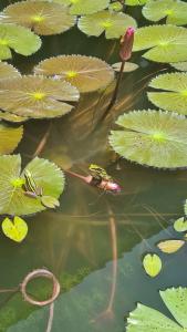 Pullman Khao Lak Resort - 60