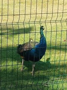 Venosa Beach Resort & Spa - All Inclusive - 40