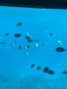 Hurghada Long Beach Resort - 31