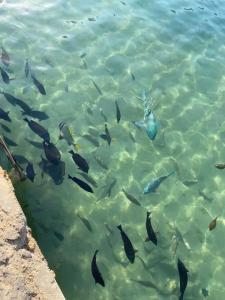 Pickalbatros Dana Beach Resort - Hurghada - 19