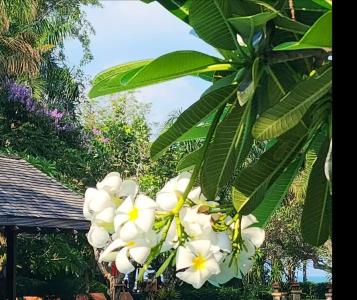 Ravindra Beach Resort & Spa - SHA Extra Plus - 15