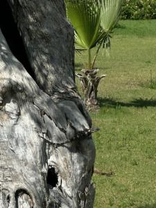 Andriake Beach Club Demre - 91