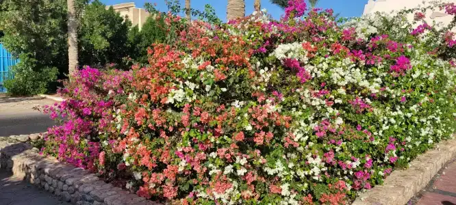 Concorde El Salam Sharm El Sheikh Sport - 12