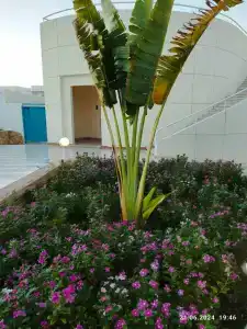 Sharm Reef Resort - 26