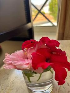 Falcon Naama Star - 81