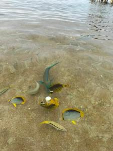 Xperience Sea Breeze Resort - 52