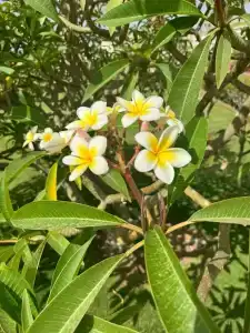 Baron Palms Adults Friendly Only 16 years plus Boutique Style - 79