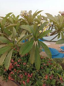 Sunrise Remal Beach Resort - 63