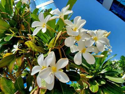 Millennium Place Barsha Heights - 54