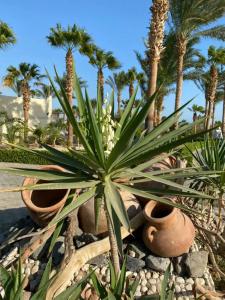 Hurghada Coral Beach - 72
