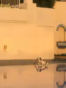 Riva Bodrum Resort- Adult Only +16 - 55