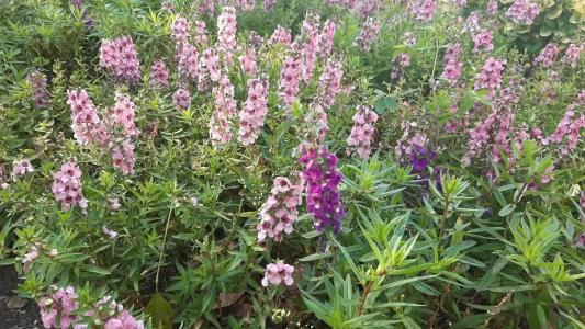 Lara Barut Collection - All Inclusive - 17