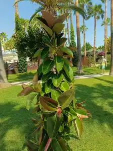 Meryan - Ultra All Inclusive - 29