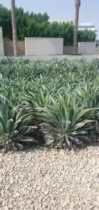 Holiday Inn Dubai Al-Maktoum Airport - 35