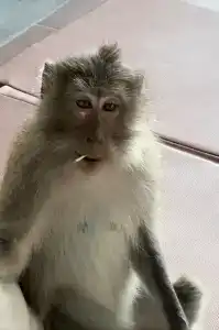 SYLVAN Koh Chang - 56