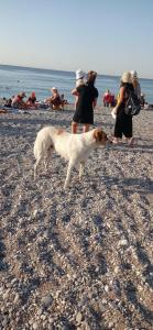 Acropol Beach - 43