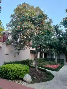 TUI Magic Life Masmavi - 24