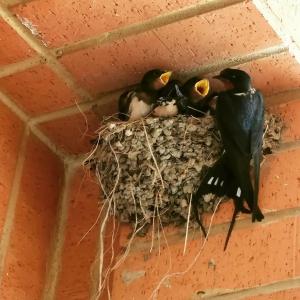 AQI Hydros Club - 82