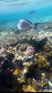 Xperience Sea Breeze Resort - 19