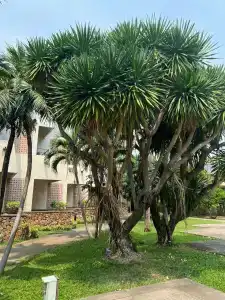 Tropicana Pattaya - SHA Extra Plus - 41