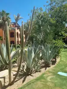 Jaz Makadi Oasis Resort - 32