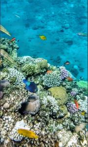 Happy Life Village Dahab - 13