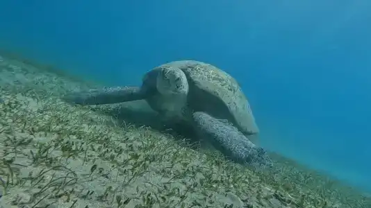 Novotel Marsa Alam Beach Resort - 6