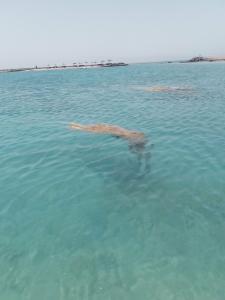 Hurghada Coral Beach - 94