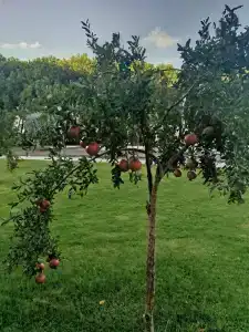 Kaya Izmir Thermal & Convention - 21