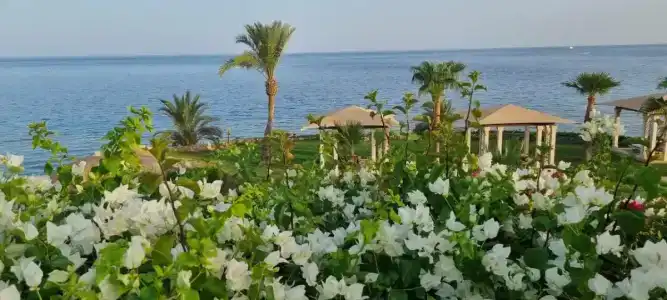 Park Regency Sharm El Sheikh Resort - 49