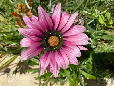 Lonicera Resort & Spa - Ultra All Inclusive - 44