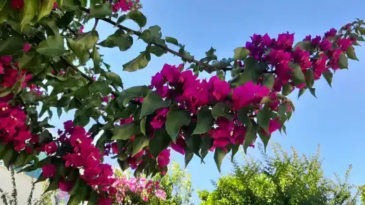 Flora Garden BEACH - Couples Concept - Adults over 16 Only - 51