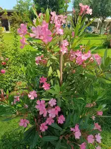 Meryan - Ultra All Inclusive - 73