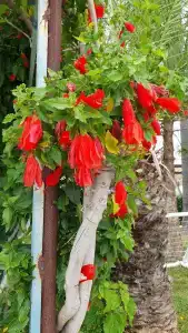 Iz Flower Side Beach - 96