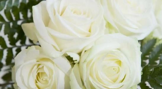 Best Western Alba - 37