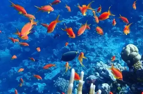 Sharm Reef Resort - 8