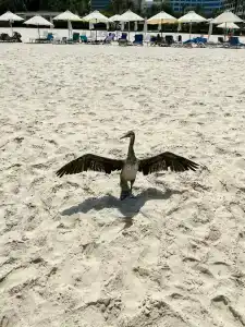 Sheraton Jumeirah Beach Resort - 49