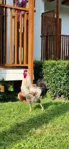 AQI Hydros Club - 58