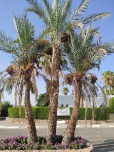 Domina Coral Bay Resort, Diving , Spa & Casino - 67