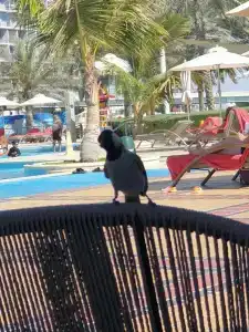 Beach Rotana - Abu Dhabi - 28