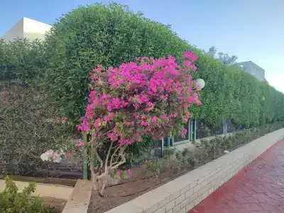 Ivy Cyrene Island Resort - 42