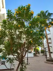 Marlin Inn Azur Resort - 97